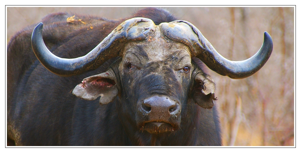 Alter Büffelbulle im Kruger Nationalpark, Südafrika