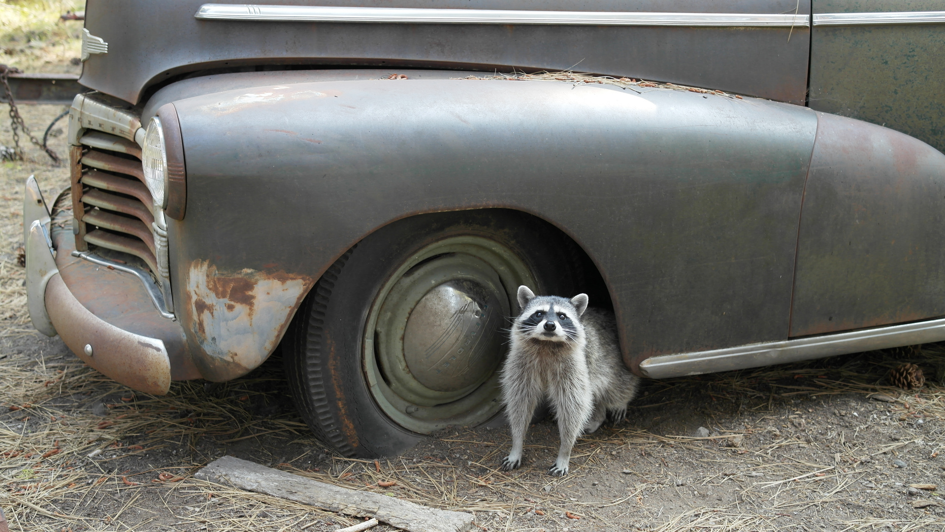 Alter Chevrolet und junger Waschbär