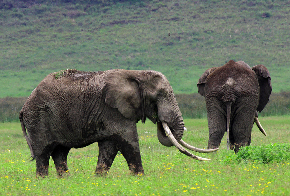 Alter Elefant im Ngorongoro