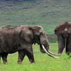 Alter Elefant im Ngorongoro