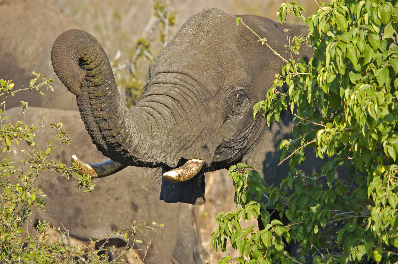 Alter Elefant in Kasane, Botswana