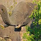 Alter Elefant in Kasane, Botswana