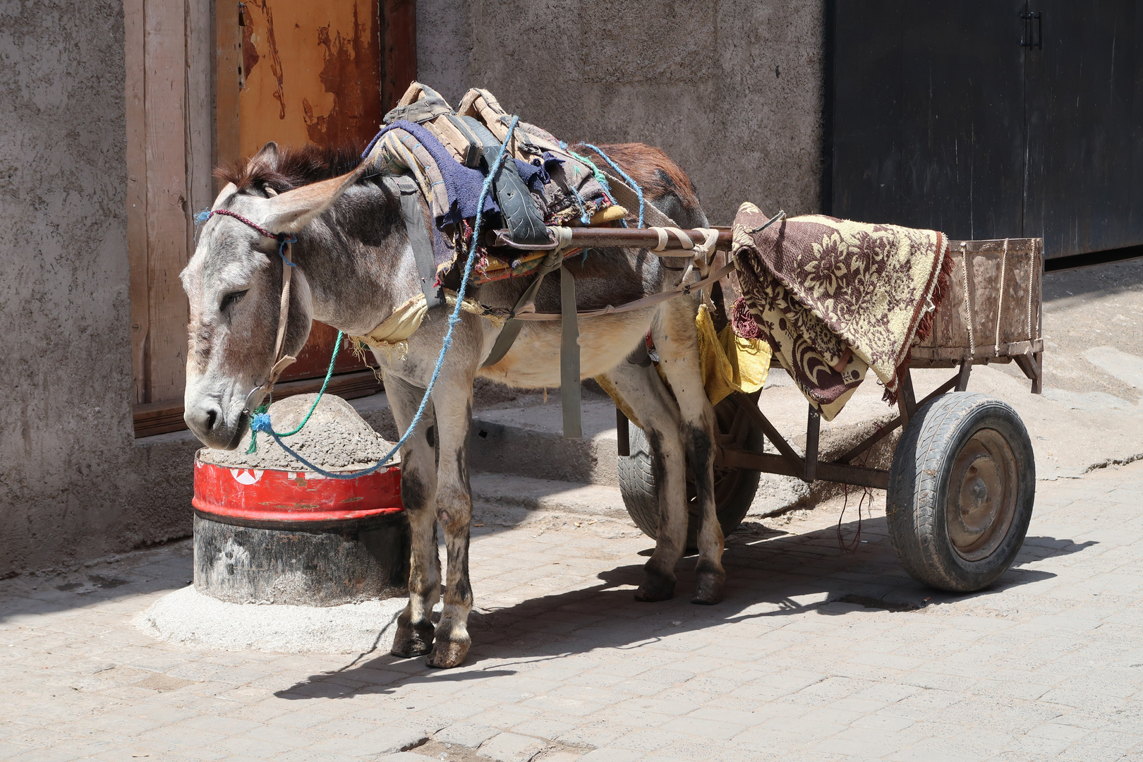 Alter Esel mit Karren in Marrakesh