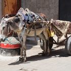 Alter Esel mit Karren in Marrakesh