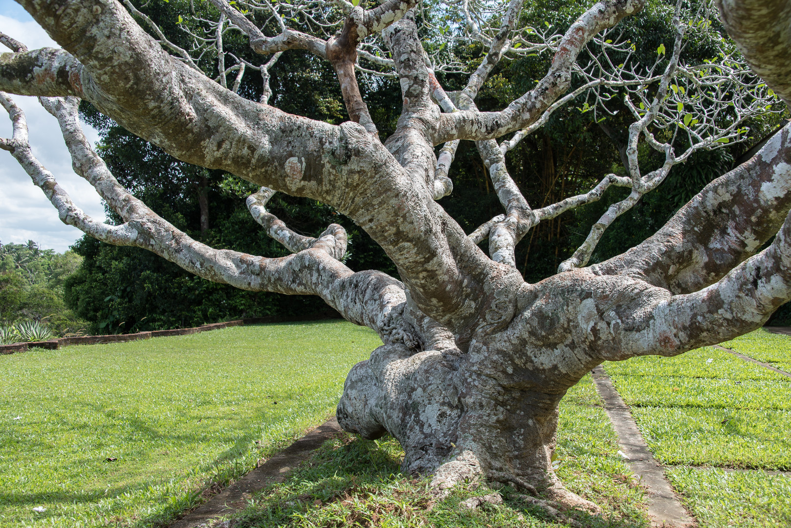 Alter Frangipane Baum (Plumeria)