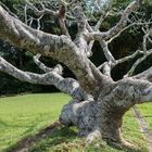 Alter Frangipane Baum (Plumeria)
