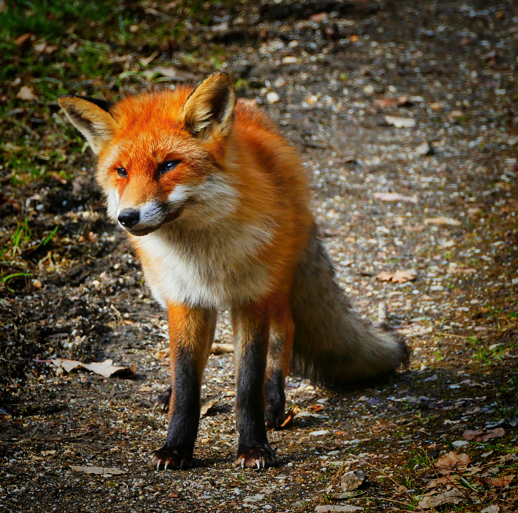 Alter Fuchs wildlife