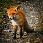 Alter Fuchs wildlife