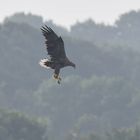 Alter Gänseschreck im Morgenlicht