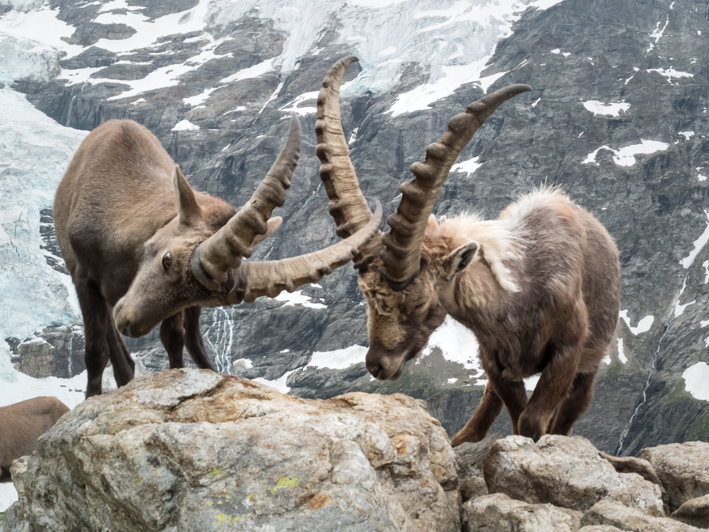 Alter gegen jungen Steinbock