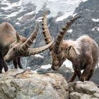 Alter gegen jungen Steinbock