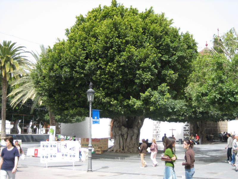 Alter Geselle in Los Llanos