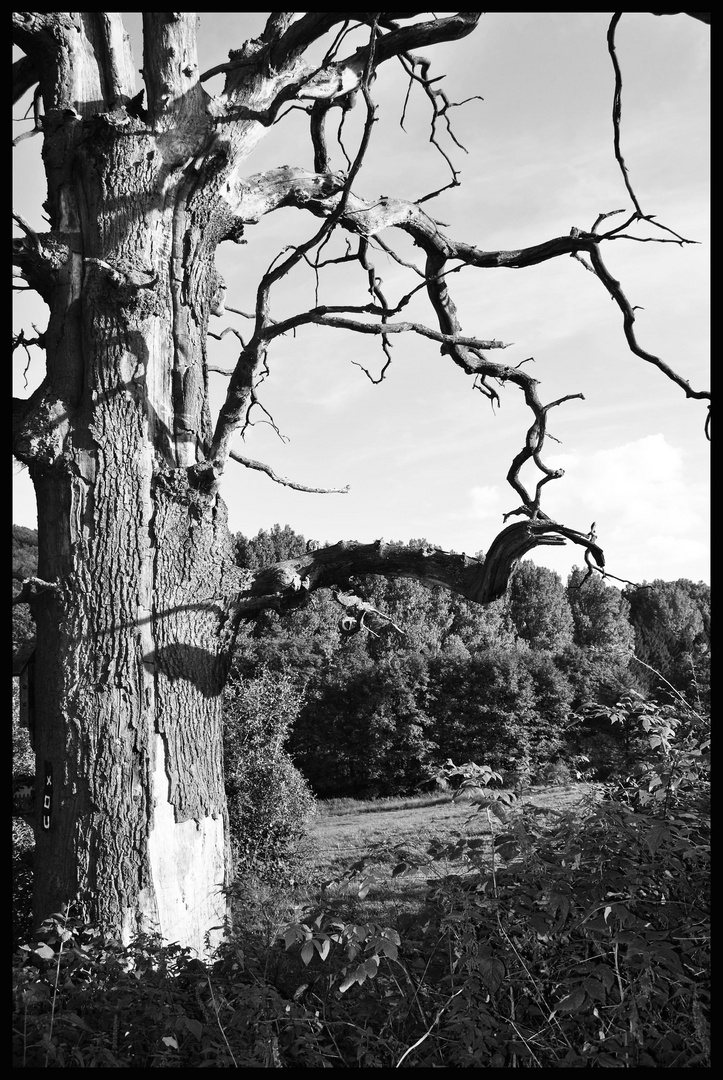 Alter gestorbener Baum zwischen Arnsberg und Oelinghausen