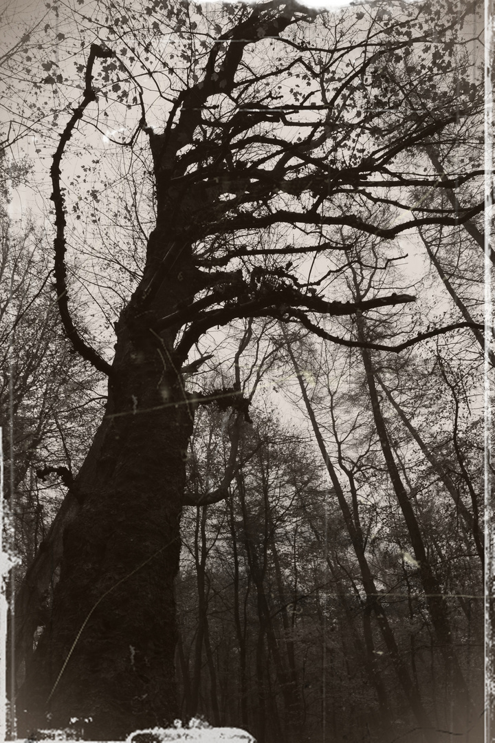 Alter gruseliger Baum :o