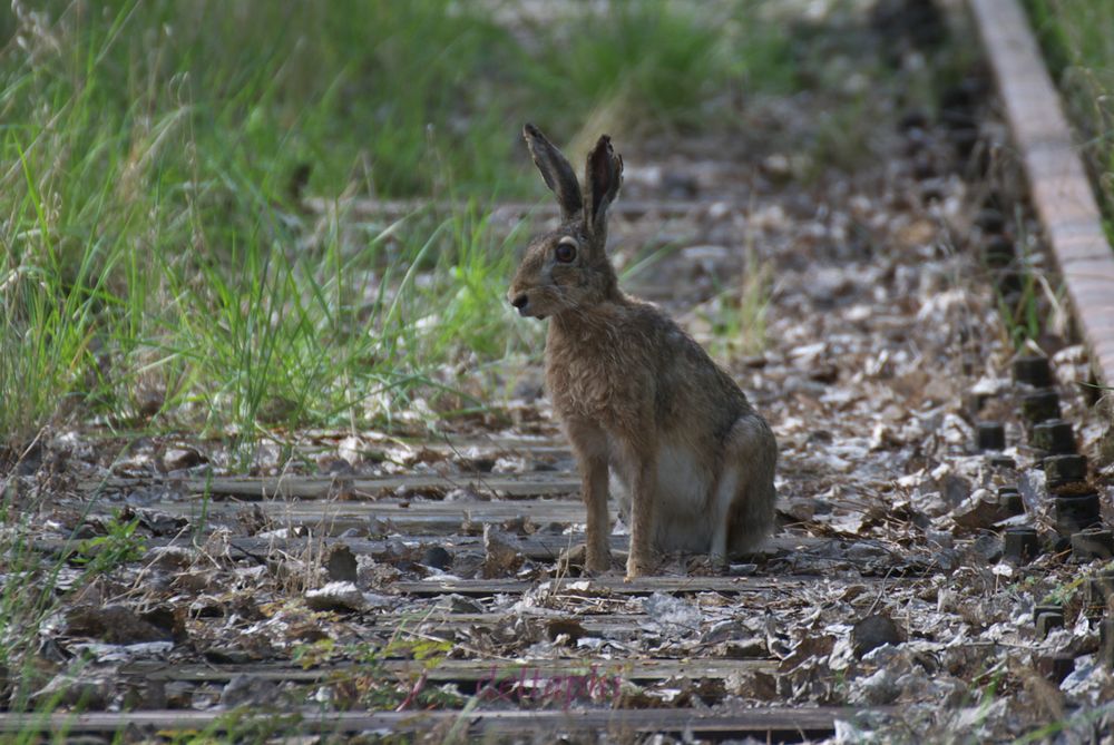 Alter Hase