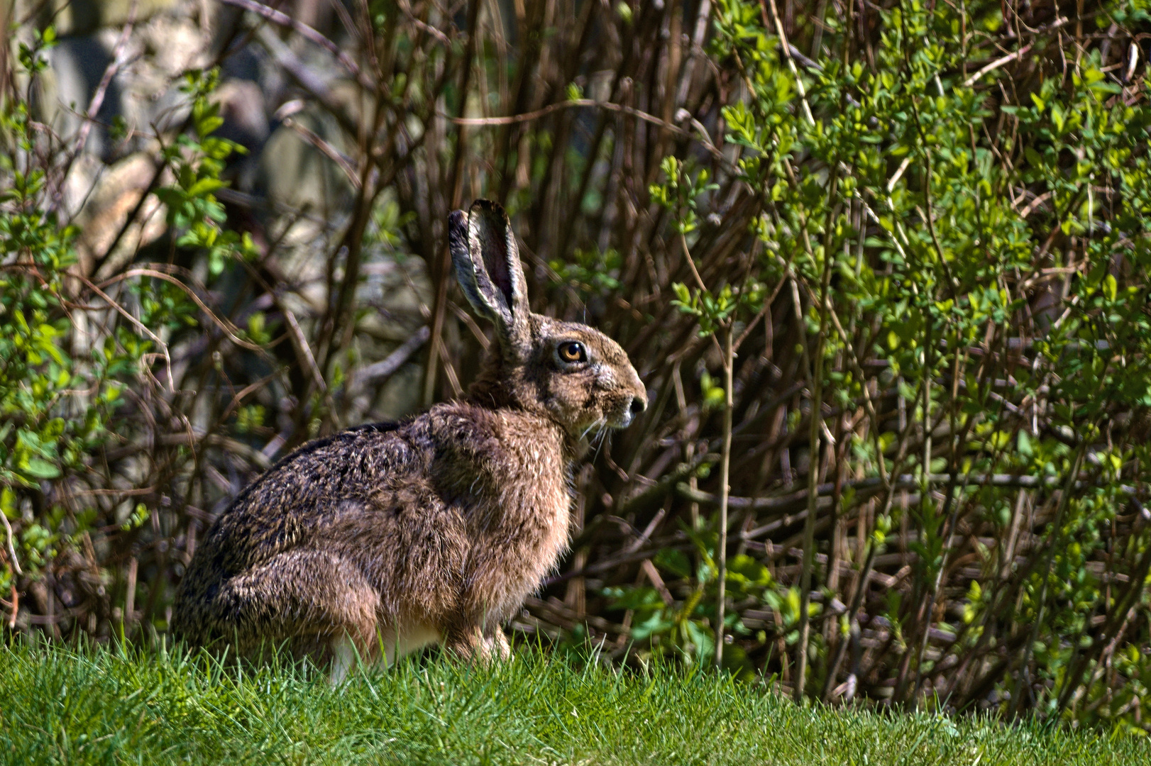 Alter Hase wünscht frohe Ostern 04.2020 