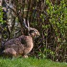 Alter Hase wünscht frohe Ostern 04.2020 