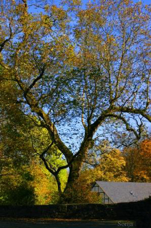 Alter Herbstbaum