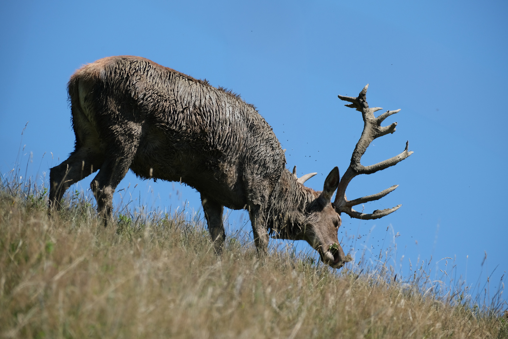 Alter Hirsch