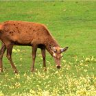 Alter Hirsch mit gebremster Geweihentwicklung