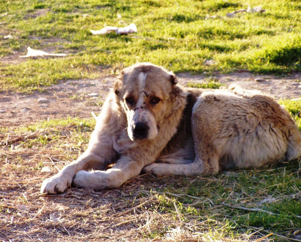 Alter Hütehund in Rente