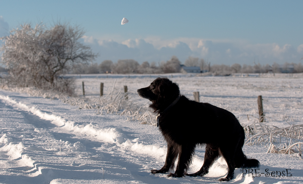 Alter Hund mit wenig Sehkraft sucht seinen Schneeball! Wer kann helfen?