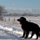 Alter Hund mit wenig Sehkraft sucht seinen Schneeball! Wer kann helfen?