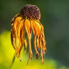 Alter Hut aus Botanien