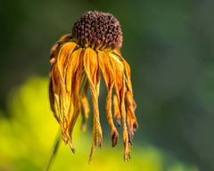 Alter Hut aus Botanien