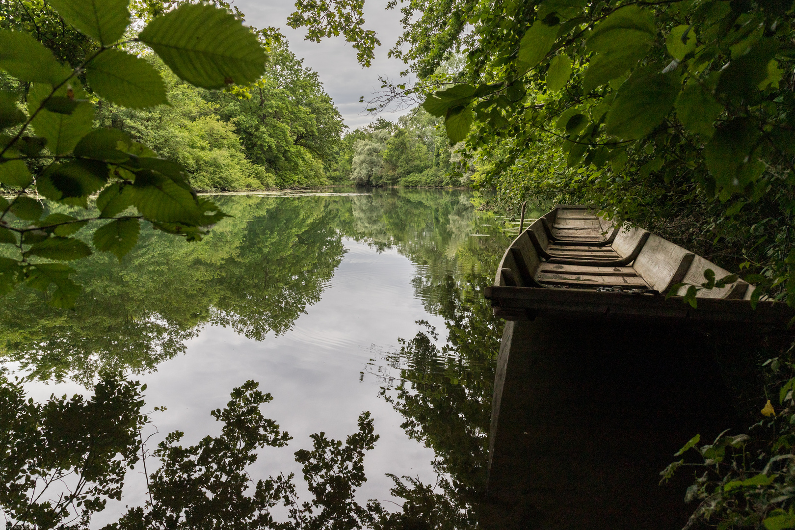 Alter Kahn im alten Rhein