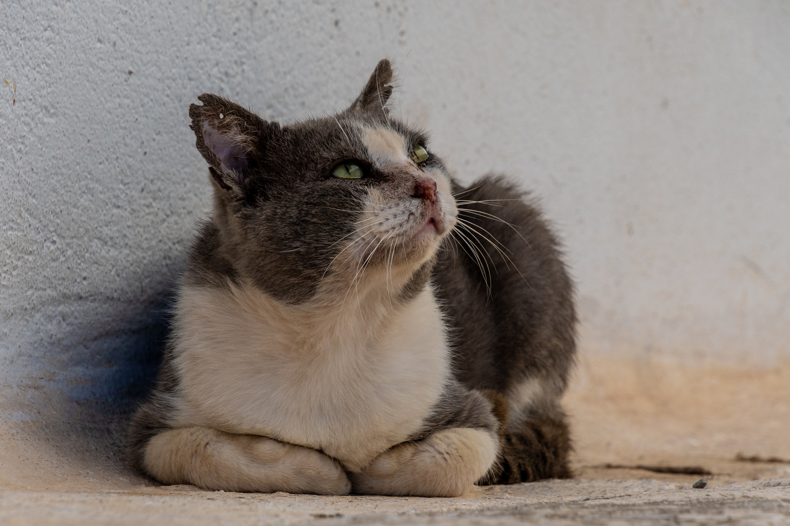 Alter Kampfkater - Wer stört mich denn da ?