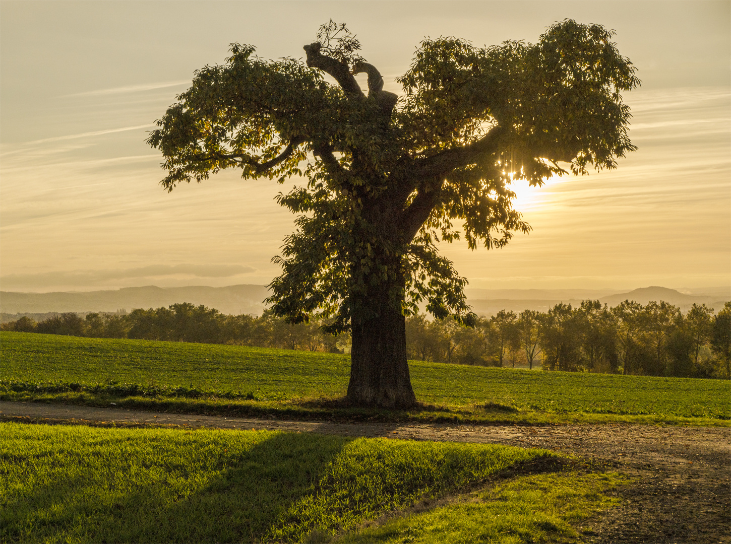 Alter Kastanienbaum