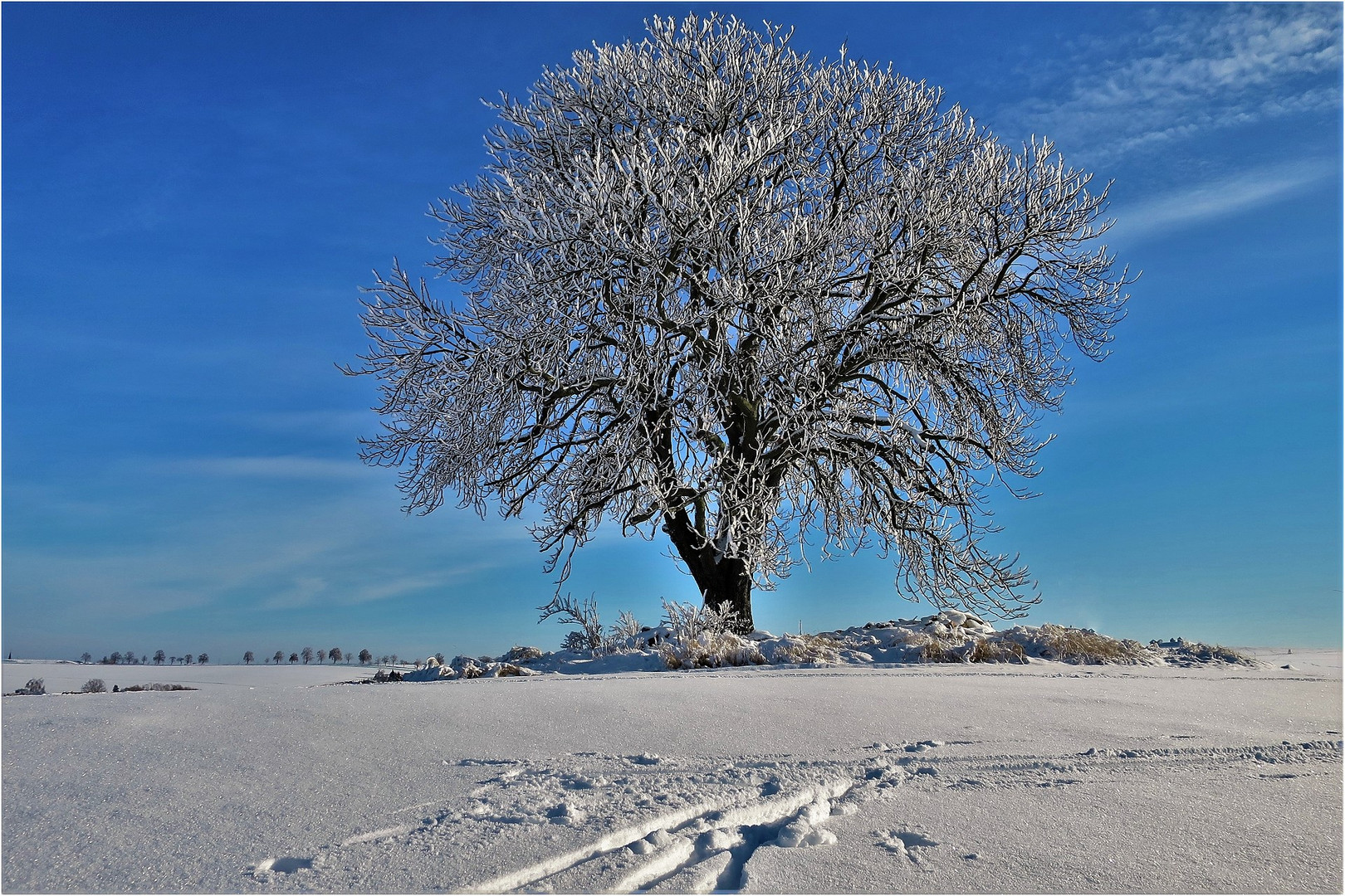 Alter Kastanienbaum