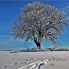 Alter Kastanienbaum