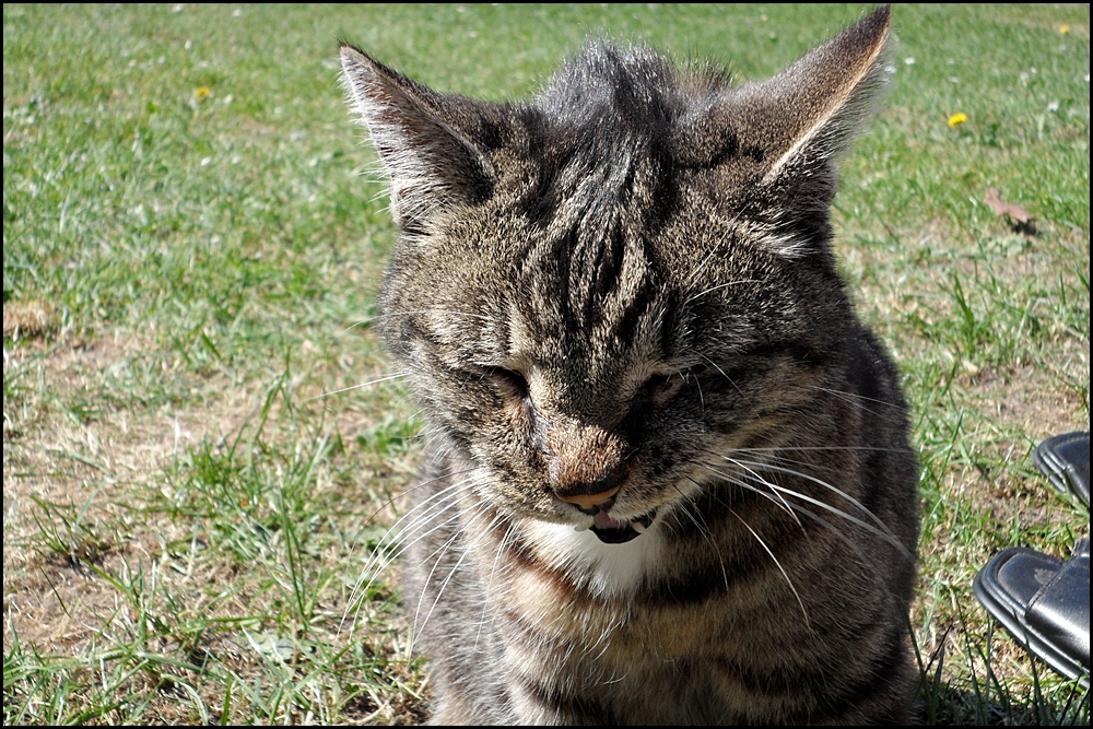 Alter Kater Moritz