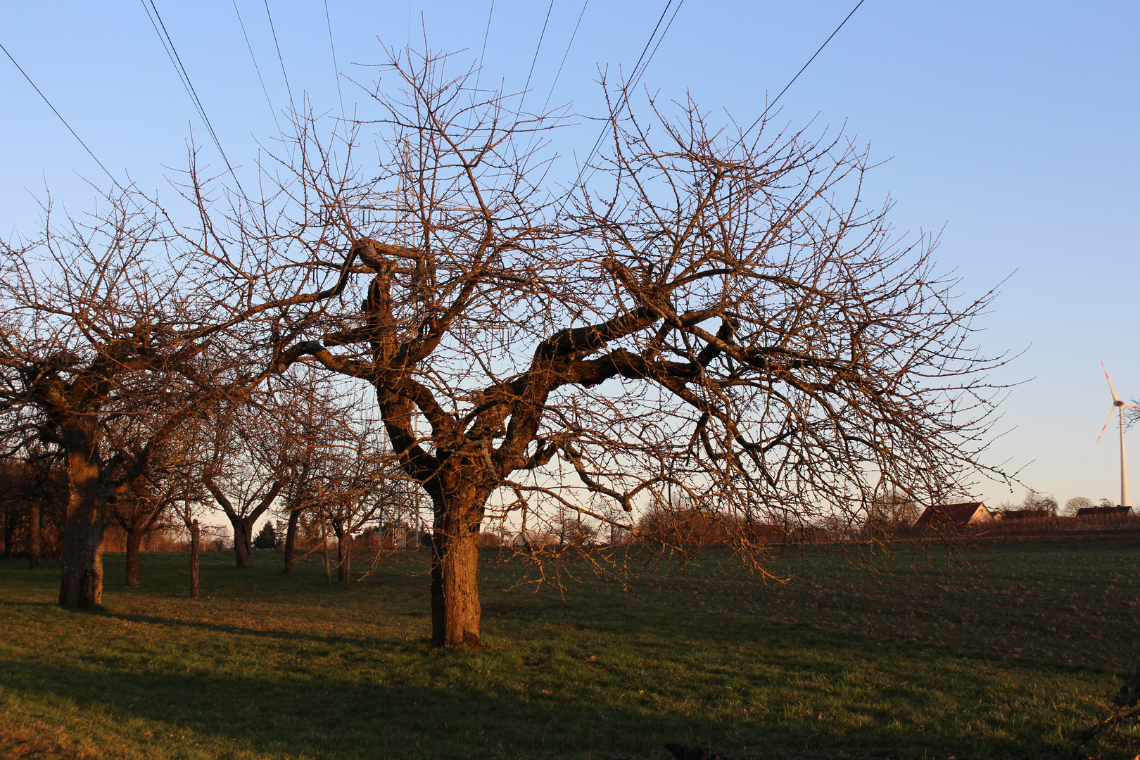 alter Kirsch baum unter der Hochspannungsleitung vom Kernkraftwerk Neckarwestheim