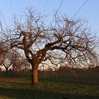 alter Kirsch baum unter der Hochspannungsleitung vom Kernkraftwerk Neckarwestheim