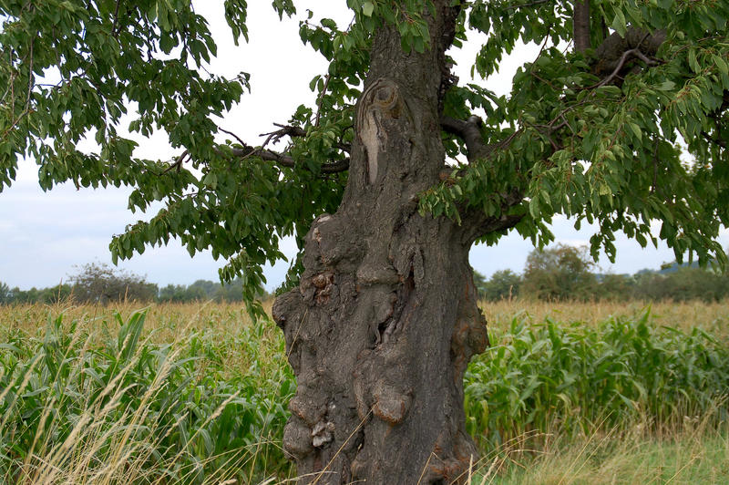 Alter Kirschbaum