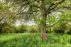 Alter Kirschbaum