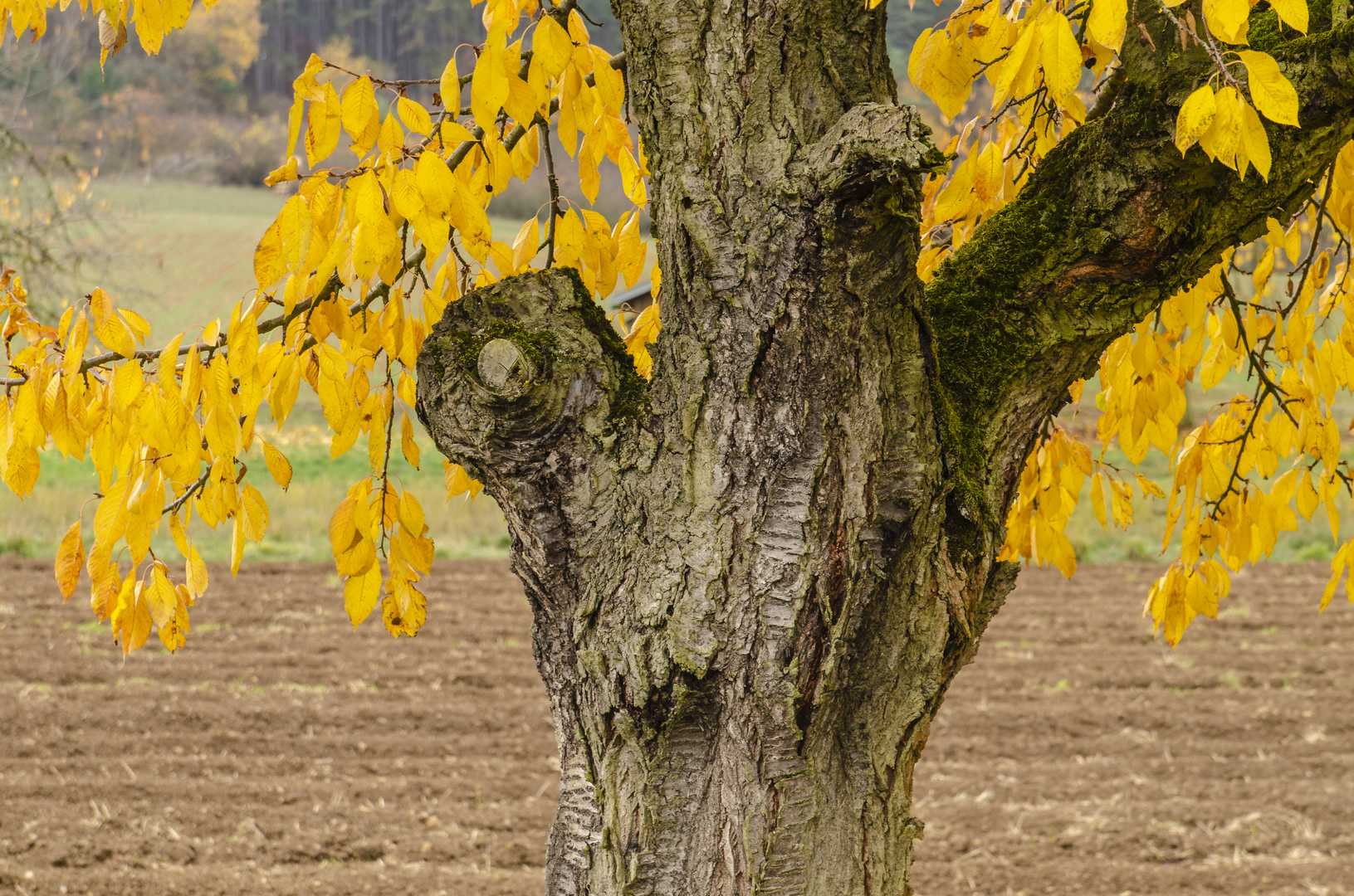 Alter Kirschbaum