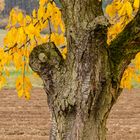 Alter Kirschbaum