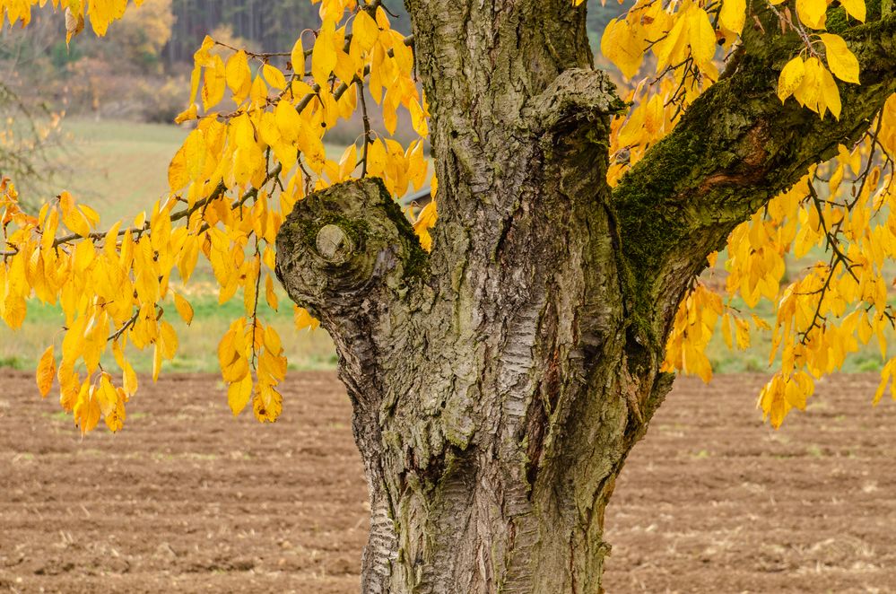 Alter Kirschbaum