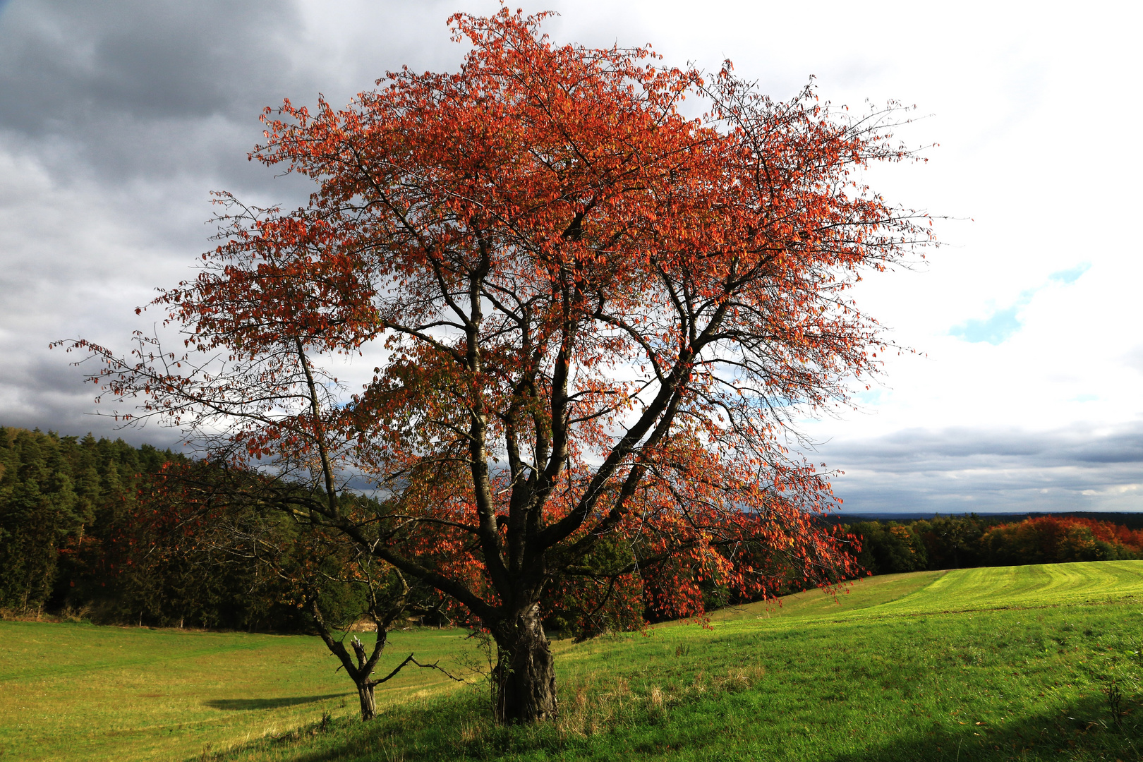 alter Kirschbaum