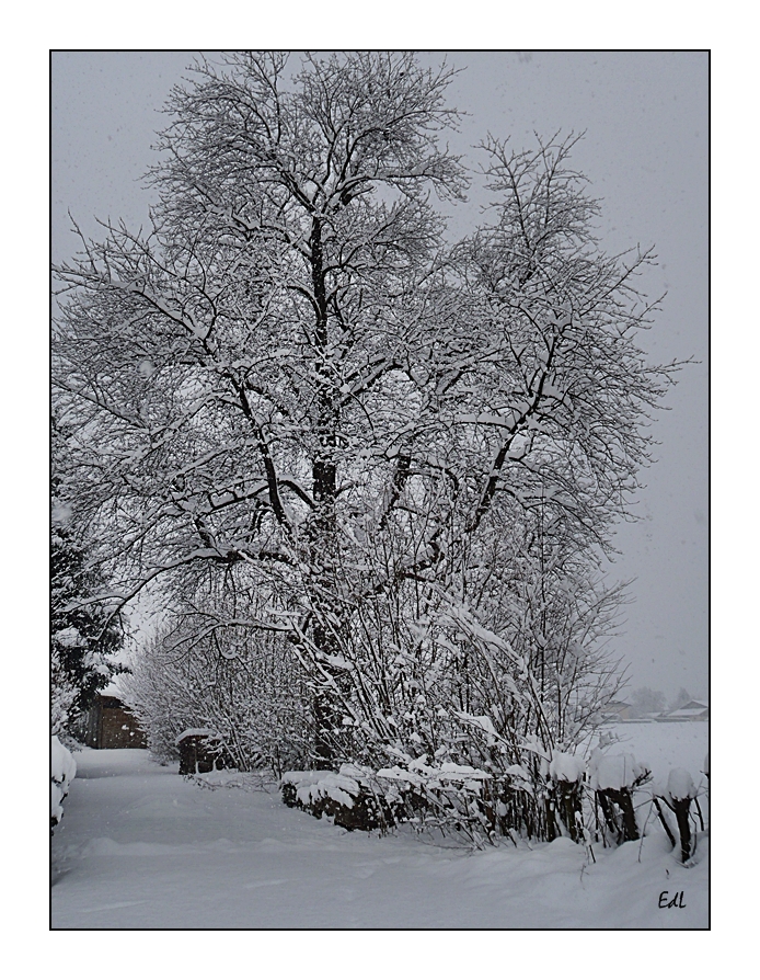 Alter Kirschbaum im weissen Kleid