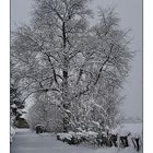 Alter Kirschbaum im weissen Kleid