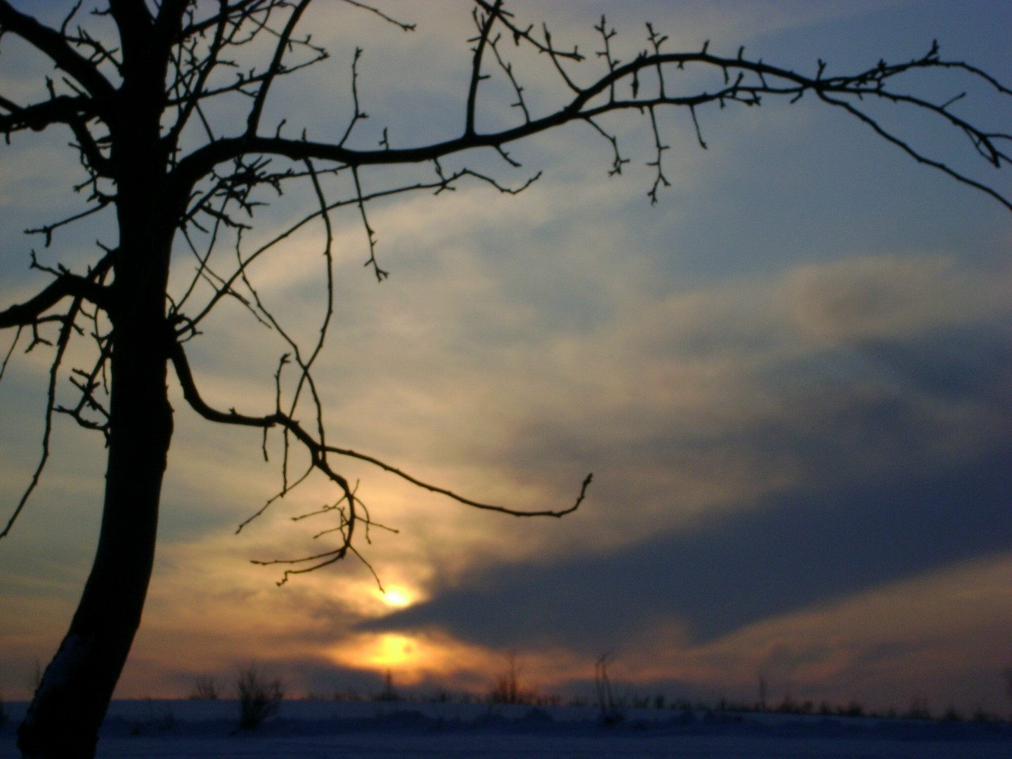 Alter Kirschbaum im Winter-Sonnenuntergang