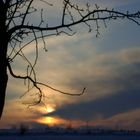 Alter Kirschbaum im Winter-Sonnenuntergang