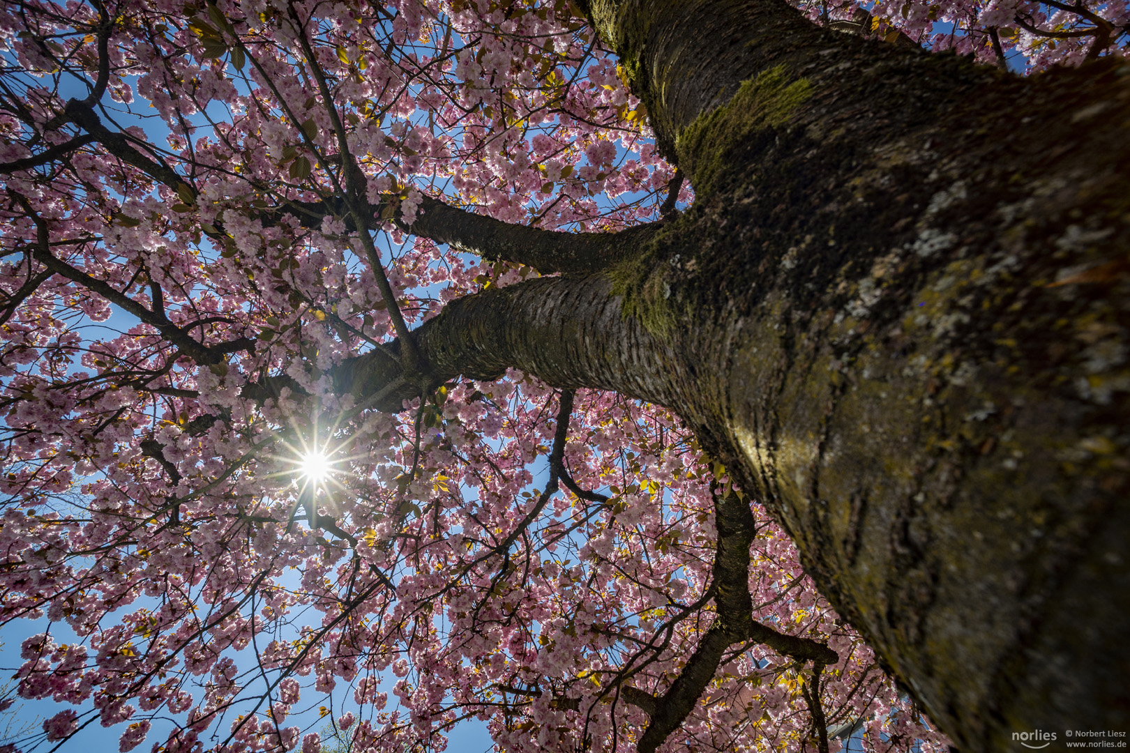 Alter Kirschbaum und Sonnenstern