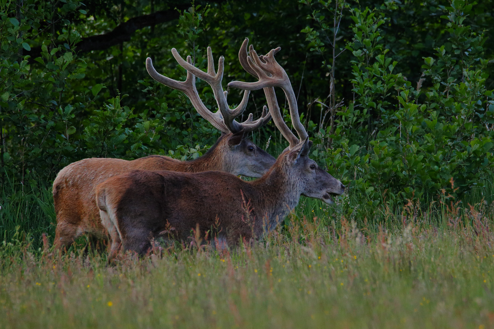 Alter Knabe Foto & Bild wald, wiese, frühling Bilder auf