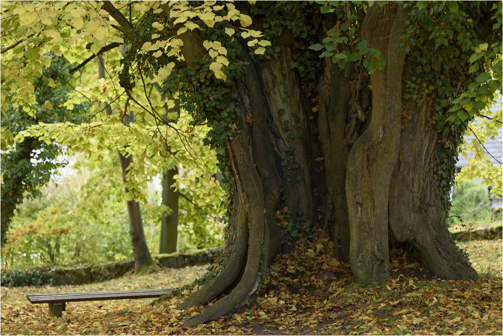 Alter Lindenbaum im Herbst mit Ruhebank